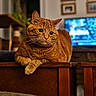 Oscar is registered to the contest to win money with this photo: cat, ginger_cat, feline, pet, indoor, wooden_furniture, living_room, portrait, cute, relaxed, whiskers, ears, eyes, sitting, cozy, blurred_background, television, picture_frames, home, domestic_animal