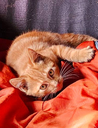 Safran