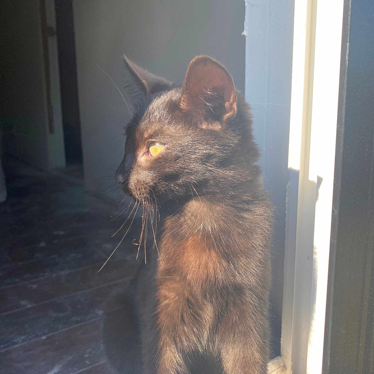Misu is registered to the contest to win money with this photo: animal, black_cat, cat, cozy, curious, domestic_cat, feline, floor, fur, home, indoor, looking_away, pet, portrait, shadow, sitting, sunlight, whiskers, window, yellow_eyes