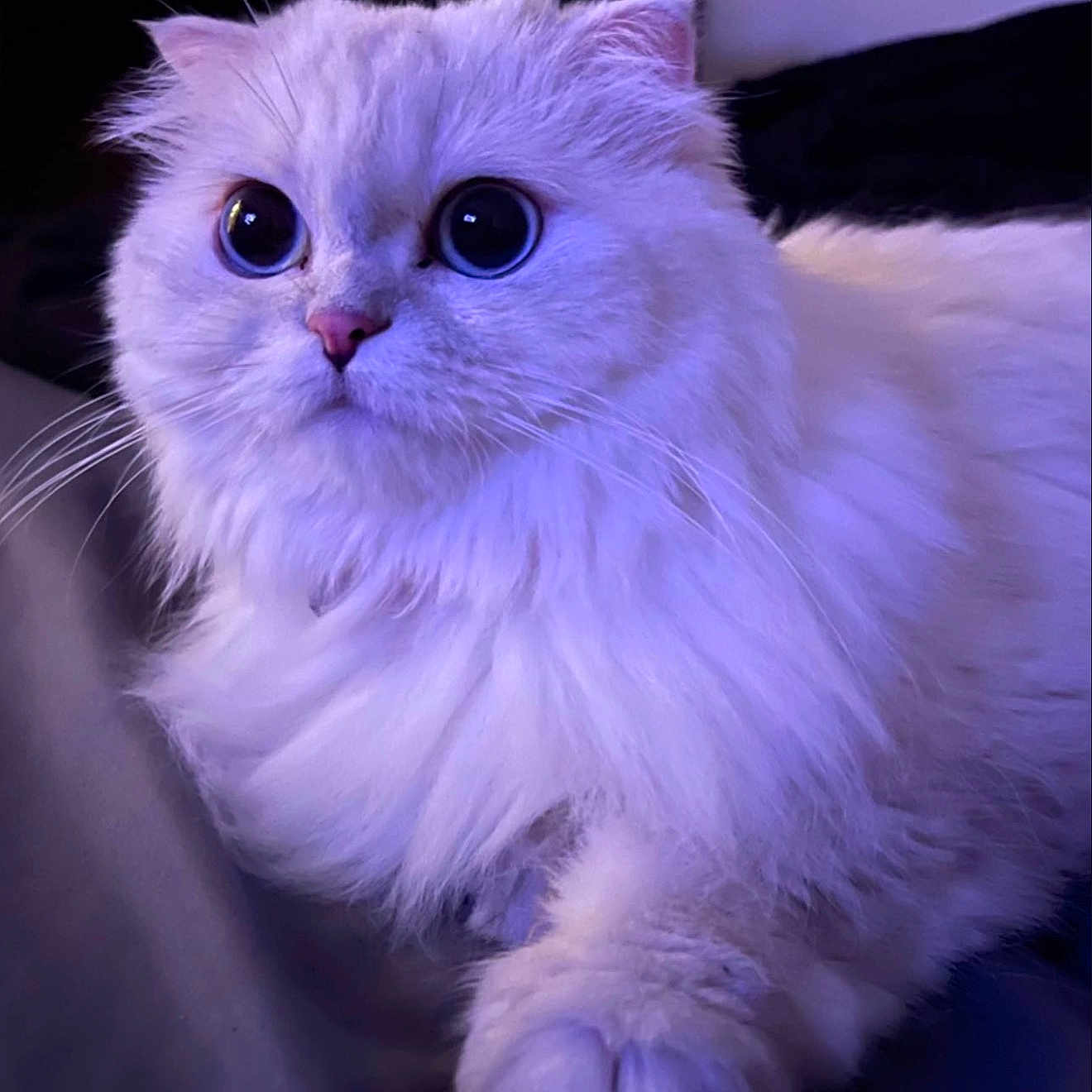 Luna is registered to the contest to win money with this photo: alert, animal, cat, closeup, cute, domestic_cat, face, feline, fluffy, fur, indoor, mammal, paw, pet, portrait, purple_tint, soft_lighting, whiskers, white_cat, wide_eyes