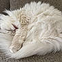 cat, white_cat, sleeping, fluffy, curled_up, pet, feline, cozy, couch, indoor, relaxed, fur, whiskers, tail, nap, domestic_animal, close_up, resting, soft, animal