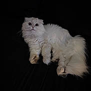 Luna is registered to the contest to win money with this photo: cat, fluffy, white, pet, animal, fur, wide_eyes, relaxed, laying_down, dark_background, cute, whiskers, tail, indoor, portrait, mammal, feline, close_up, curious, soft