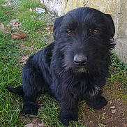 Norton participe au concours pour gagner de l'argent avec cette photo : canidae, carnivore, companion_dog, dog, dog_breed, mammal, rare_breed_dog, sporting_group, terrier, vertebrate