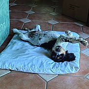 Alto a rejoint le concours — aidez-le/la à gagner de superbes lots ! dog, cushion, floor, tile, indoor, relaxed, playful, pet, canine, white, black, brown, stretching, lying_down, paw, home, furniture, box, cozy, resting