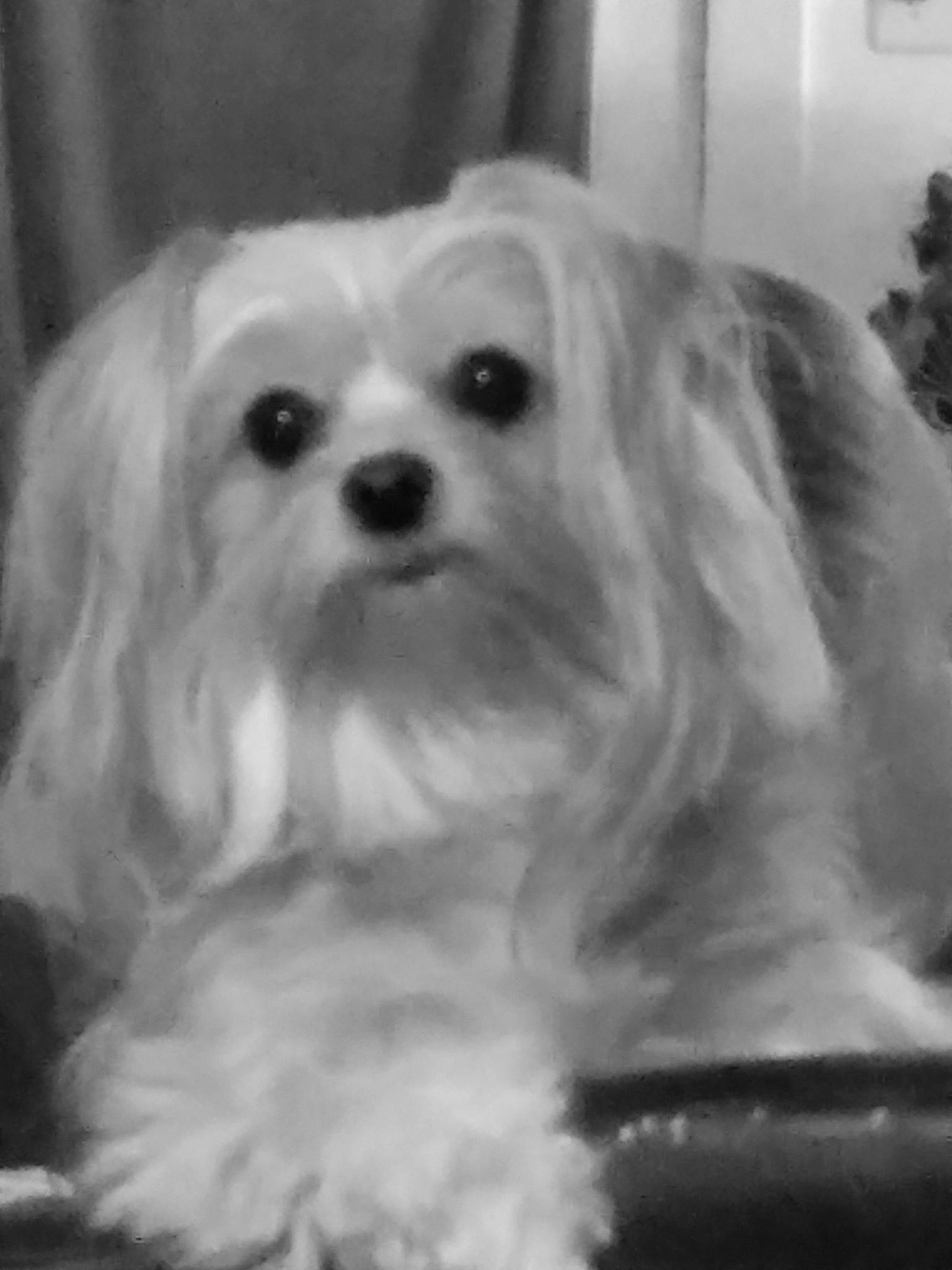 Angel Faith is registered to the contest to win money with this photo: canidae, carnivore, companion_dog, dog, dog_breed, eye, fur, mal_shi, maltepoo, monochrome, monochrome_photography, non_sporting_group, small_terrier, snout, sporting_group, terrestrial_animal, terrier, toy_dog, whiskers, working_animal