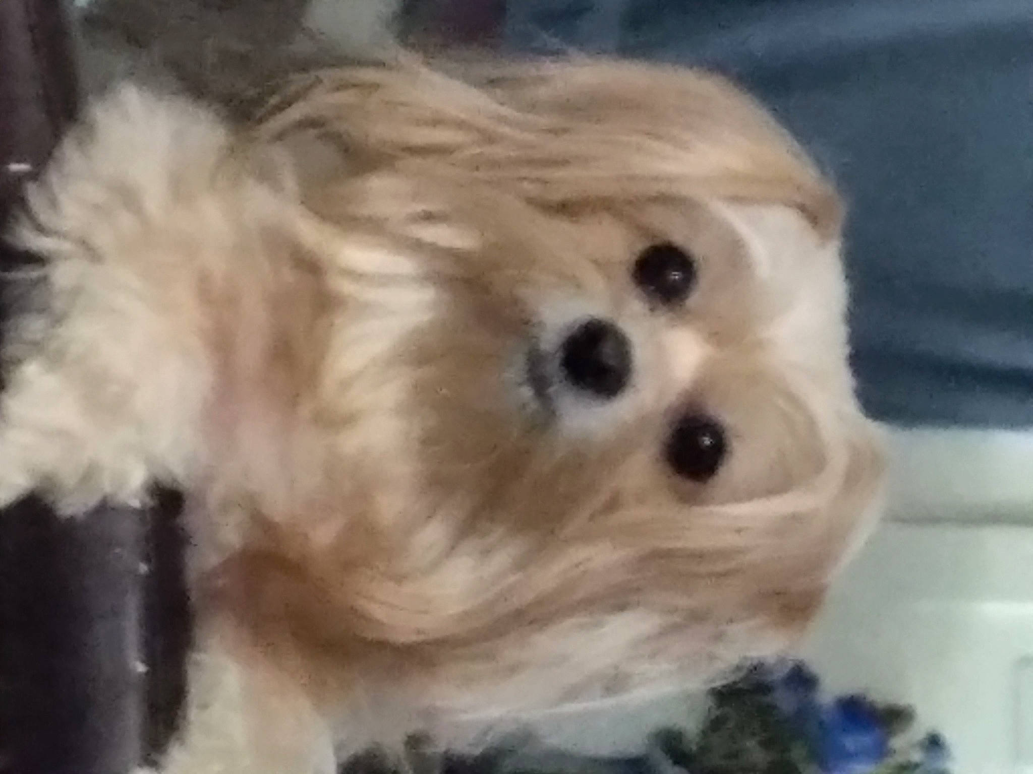 Angel Faith is registered to the contest to win money with this photo: ancient_dog_breeds, canidae, carnivore, comfort_food, companion_dog, corgi_chihuahua, dog, dog_breed, fawn, fur, non_sporting_group, paw, recipe, snout, sporting_group, terrestrial_animal, toy, toy_dog, whiskers, working_animal