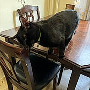 Lila joined the competition — help win amazing prizes! black_cat, cat, pet, animal, collar, bell, indoors, dining_room, dining_table, wooden_chair, furniture, balancing, standing, black_fur, whiskers, ears, home, floor_tiles, curtain, household
