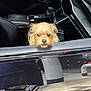dog, car, window, pet, animal, fur, black_interior, reflection, curious, cute, scruffy, canine, transportation, vehicle, door_handle, outdoor, daylight, closeup, companion, curiosity