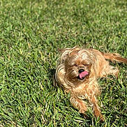 Mimi joined the competition — help win amazing prizes! animal, brown_fur, canine, closeup, daylight, dog, fur, grass, greenery, happy, lying_down, nature, outdoor, pet, relaxed, small_dog, summer, sunlight, tongue, tongue_out