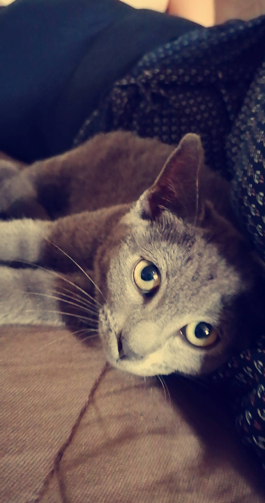 Mistinguette participe au concours pour gagner de l'argent avec cette photo : carnivore, cat, close_up, cloud, domestic_short_haired_cat, ear, european_shorthair, eye, felidae, fur, iris, kitten, nose, organ, skin, sky, small_to_medium_sized_cats, snout, tabby_cat, whiskers