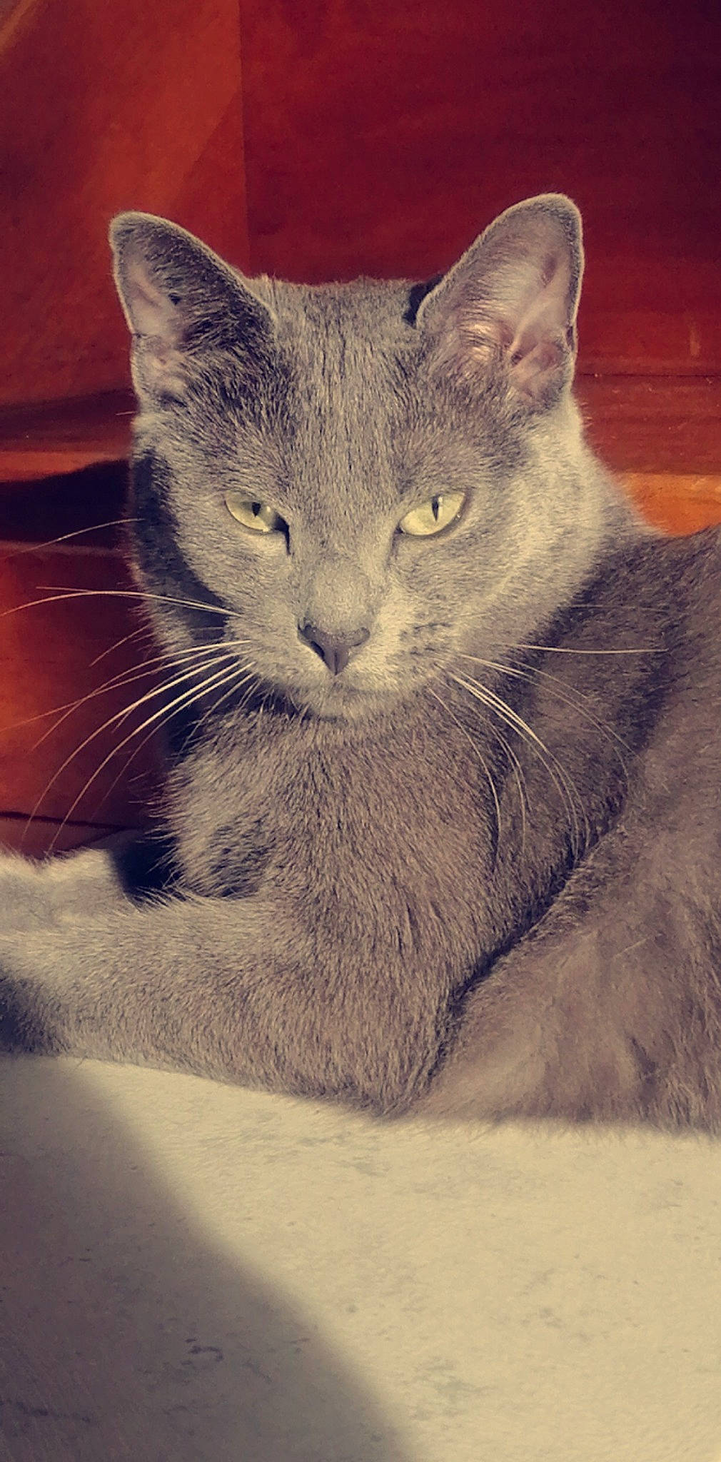 Mistinguette a rejoint le concours — aidez-le/la à gagner de superbes lots ! art, carnivore, cat, comfort, domestic_short_haired_cat, ear, felidae, fur, grey, illustration, paw, photo_caption, small_to_medium_sized_cats, snout, tail, terrestrial_animal, whiskers, window