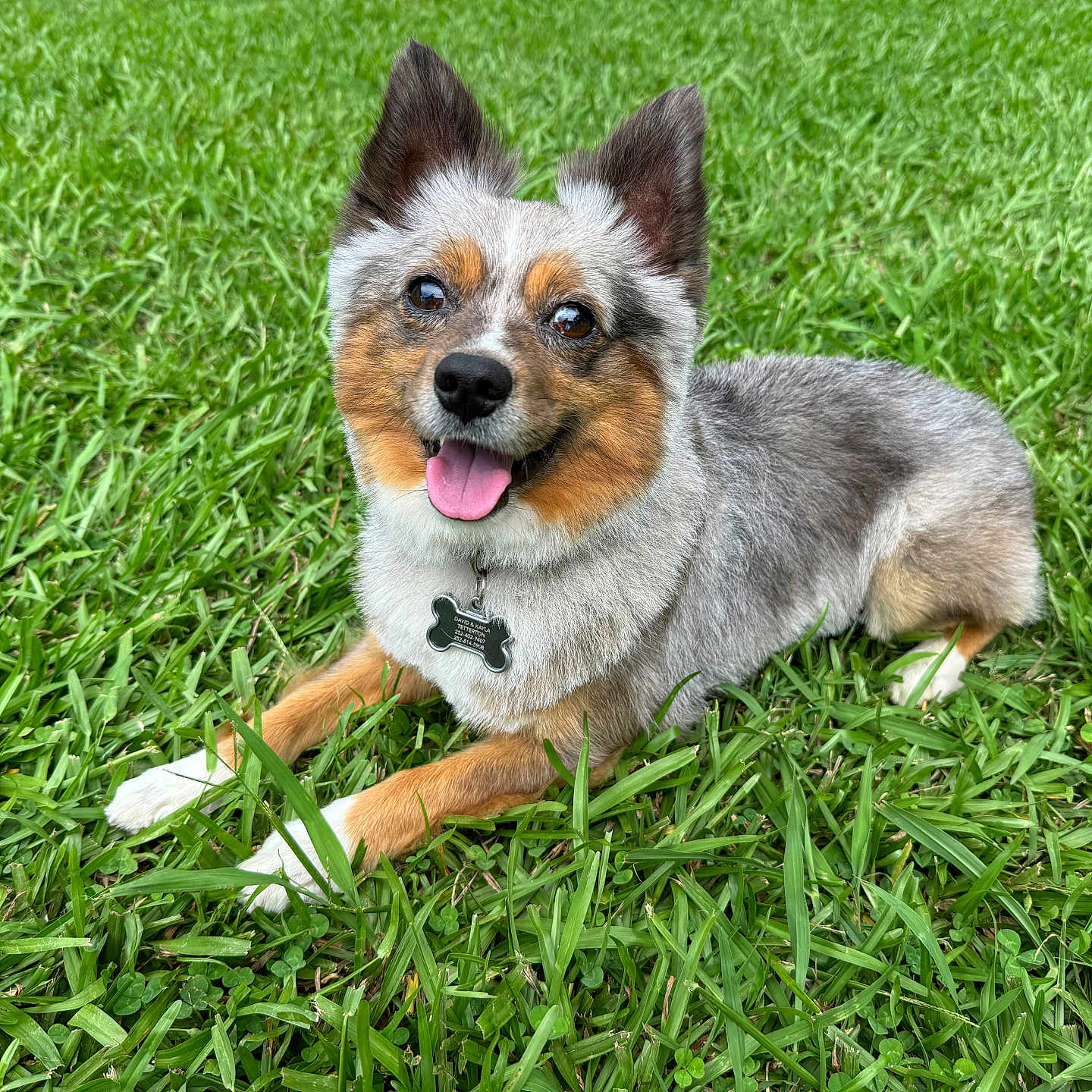 Meeko is registered to the contest to win money with this photo: accessories, animal, ball, canine, dog, field, football, grass, grassland, green, lawn, nature, outdoors, pet, plant, puppy, soccer, soccerball, strap, vegetation