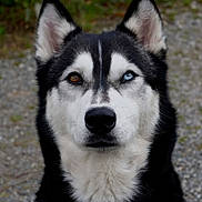 Oriana a rejoint le concours — aidez-le/la à gagner de superbes lots ! animal, black_and_white, blue_eye, brown_eye, canine, dog, ears_up, flower, fur, grass, gravel, heterochromia, husky, looking_at_camera, nature, outdoor, pet, portrait, siberian_husky, yellow_flower