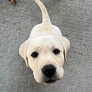 Ruby Sue is registered to the contest to win money with this photo: puppy, dog, yellow_labrador, canine, pet, young_dog, looking_up, curious, outdoor, concrete, face, ears, whiskers, black_nose, fur, tail, adorable, animal, mammal, cute