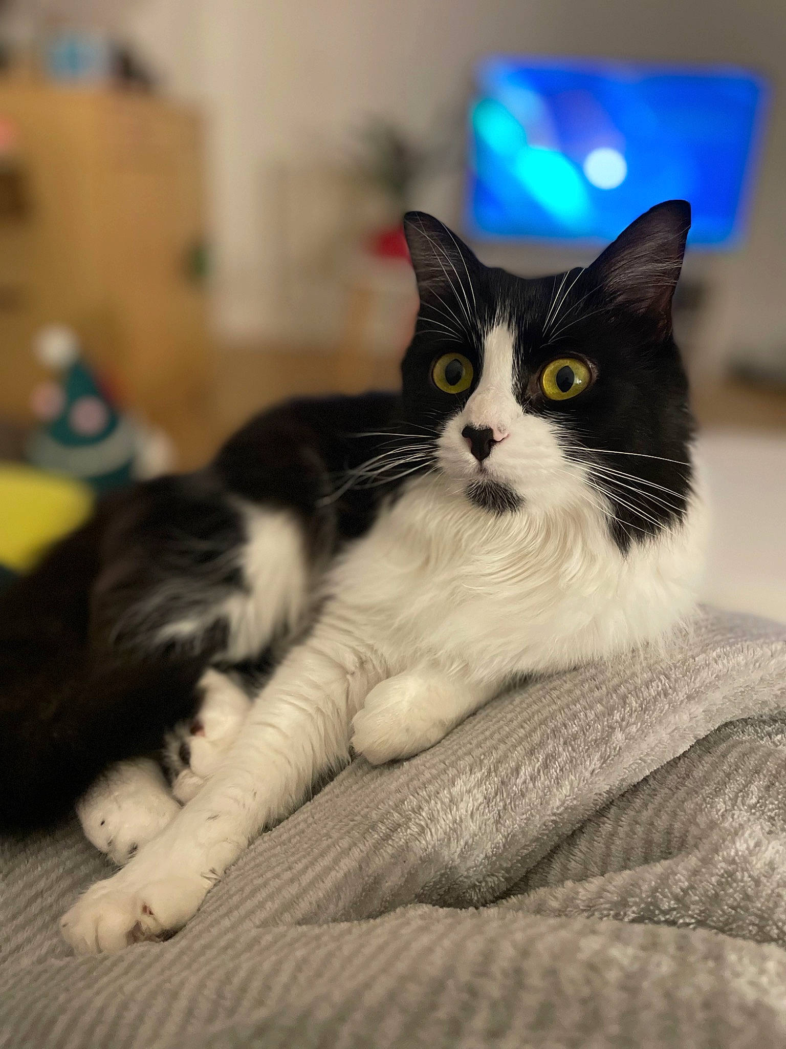 Moon participe au concours pour gagner de l'argent avec cette photo : carnivore, cat, claw, comfort, domestic_short_haired_cat, felidae, formal_wear, fur, monochrome_photography, paw, sitting, small_to_medium_sized_cats, snout, tail, whiskers