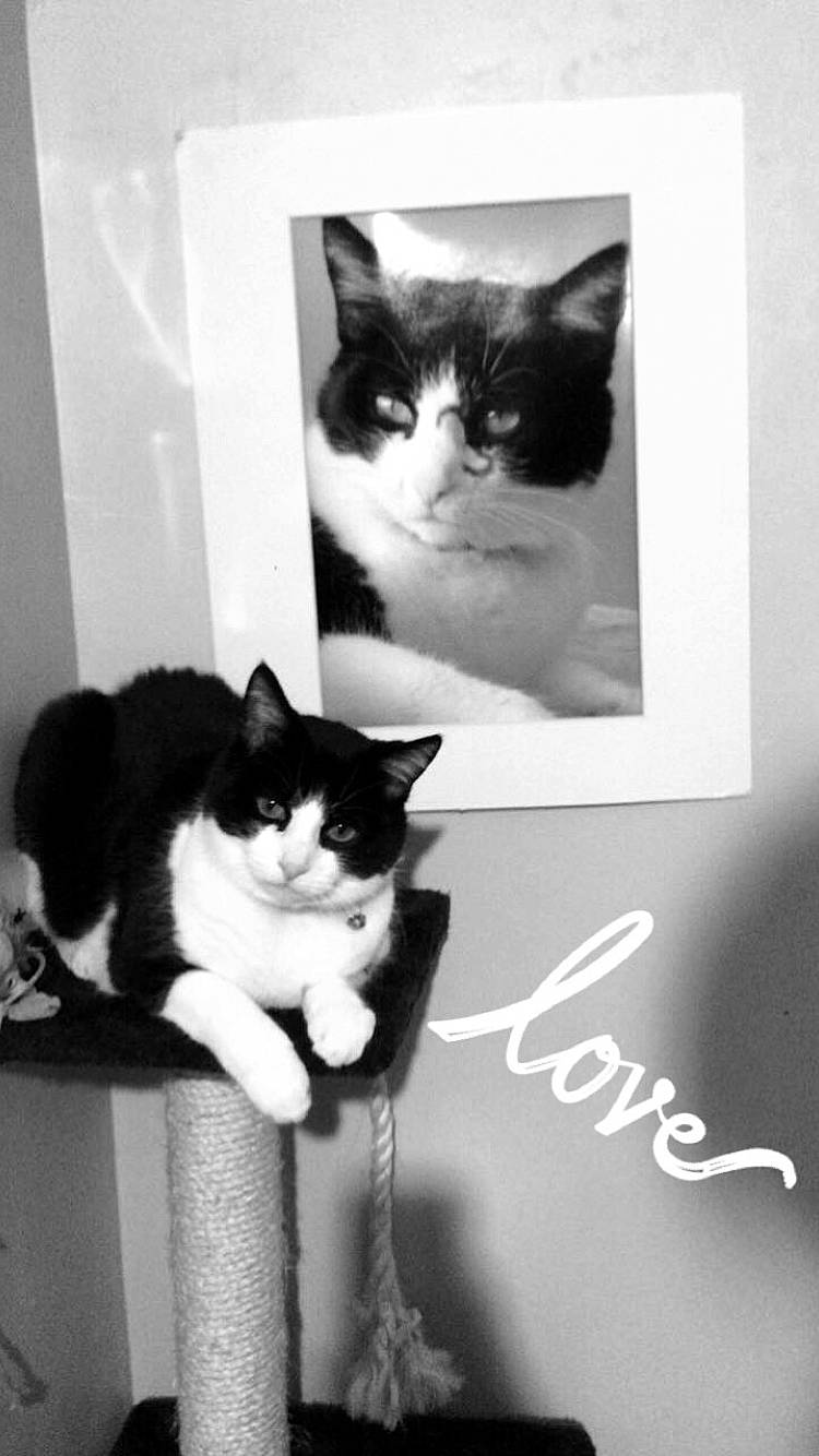 Félicia a rejoint le concours — aidez-le/la à gagner de superbes lots ! asian, black_and_white, black_cat, carnivore, cat, domestic_short_haired_cat, european_shorthair, felidae, fur, kitten, monochrome_photography, photo_caption, photography, polydactyl_cat, small_to_medium_sized_cats, snapshot, style, tail, whiskers