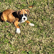 Star is registered to the contest to win money with this photo: puppy, dog, grass, outdoor, sunlight, brown, white, pet, animal, cute, young, laying, nature, canine, playful, summer, relaxing, fur, ears, paw