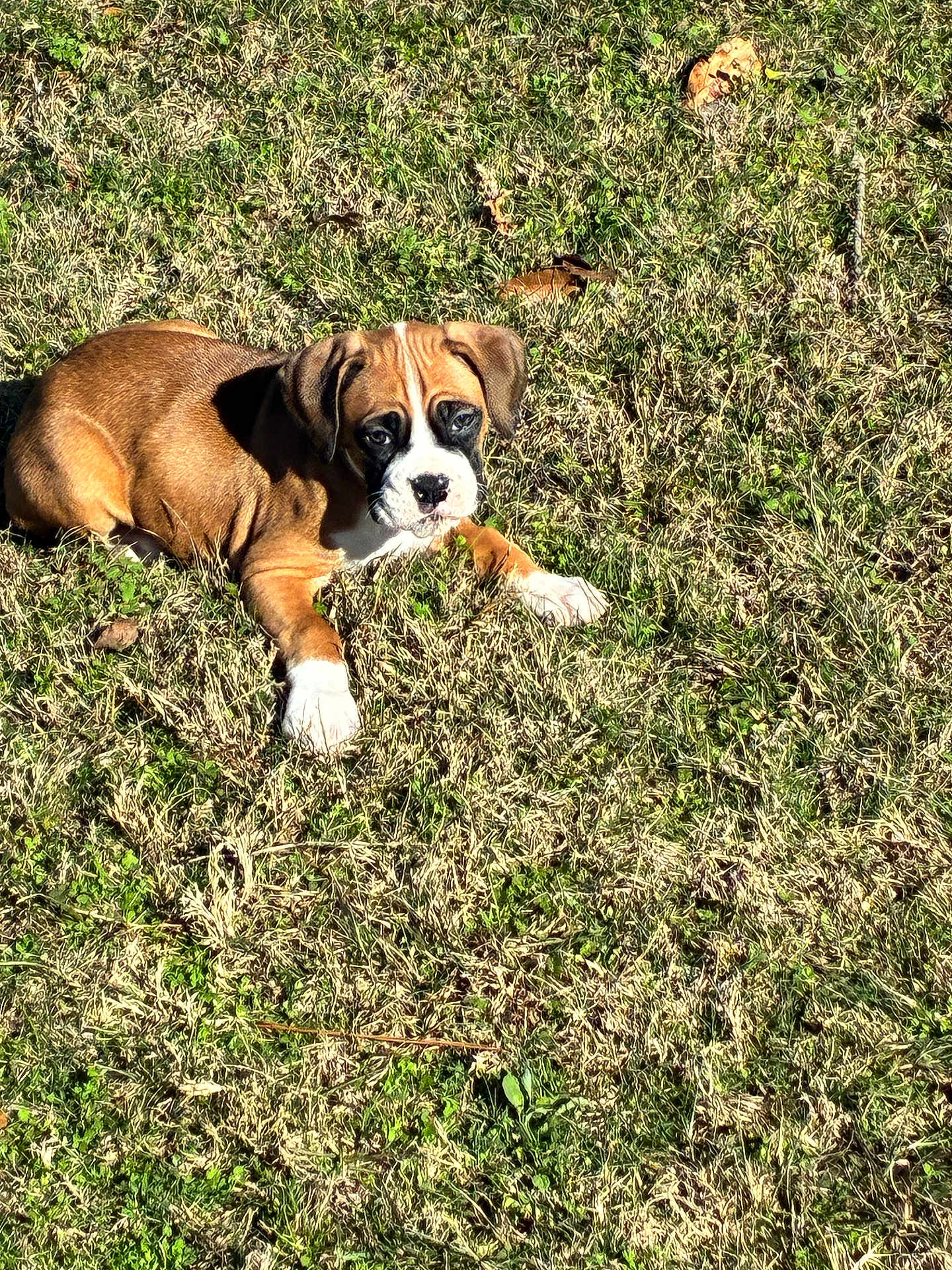 Star is registered to the contest to win money with this photo: puppy, dog, grass, outdoor, sunlight, brown, white, pet, animal, cute, young, laying, nature, canine, playful, summer, relaxing, fur, ears, paw