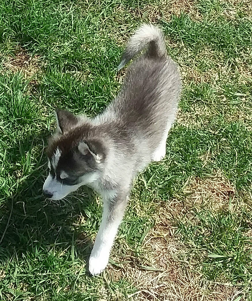 Spanky Ray joined the competition — help win amazing prizes! balance, canidae, carnivore, cat, dog_breed, domestic_short_haired_cat, felidae, fur, grass, grassland, groundcover, plant, small_to_medium_sized_cats, snout, tail, terrestrial_animal, whiskers, wildlife