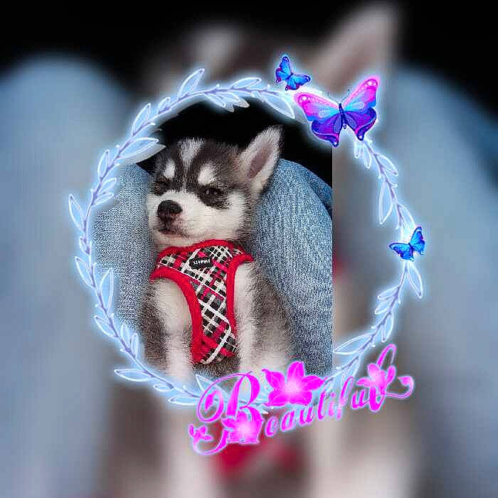 Spanky Ray joined the competition — help win amazing prizes! carnivore, companion_dog, dog_supply, doll, electric_blue, fashion_accessory, fawn, font, fur, hair_accessory, headgear, magenta, pattern, purple, snout, tail, toy, whiskers, wool, woven_fabric