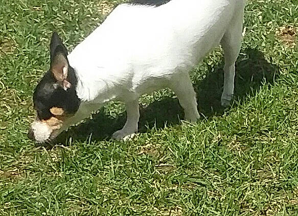 Sammy is registered to the contest to win money with this photo: canidae, carnivore, companion_dog, dog, dog_breed, grass, grassland, groundcover, lawn, non_sporting_group, pasture, plant, sporting_group, tail, terrestrial_animal, working_animal, working_dog