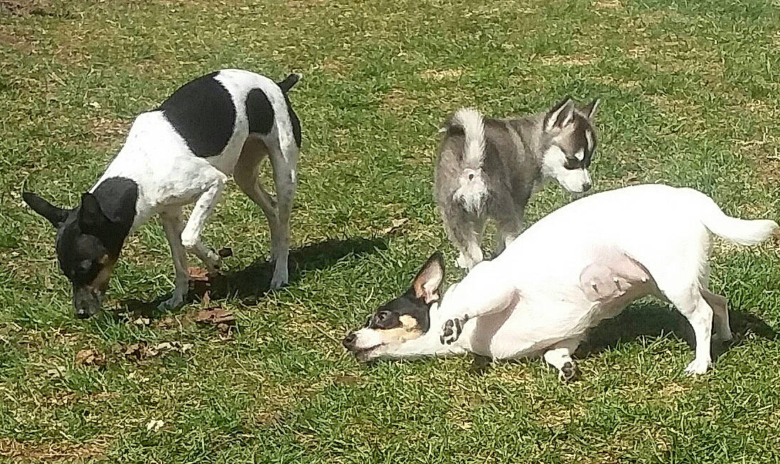 Sammy joined the competition — help win amazing prizes! canidae, carnivore, companion_dog, dog, dog_breed, fur, goat_antelope, goats, grass, herd, livestock, non_sporting_group, pasture, seabird, snout, sporting_group, tail, terrestrial_animal, wildlife, working_animal