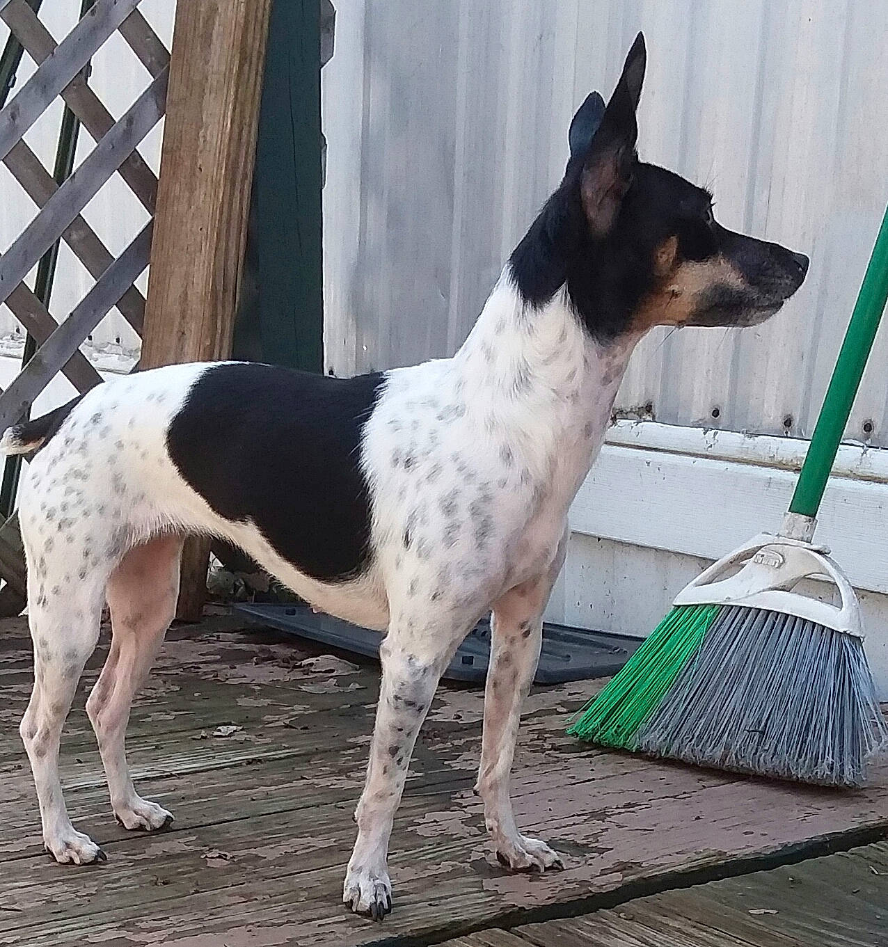 Girly joined the competition — help win amazing prizes! canidae, carnivore, collar, companion_dog, dog, dog_breed, dog_collar, dog_supply, fawn, fence, foot, sitting, snout, sporting_group, tail, terrestrial_animal, whiskers, window, working_animal, working_dog