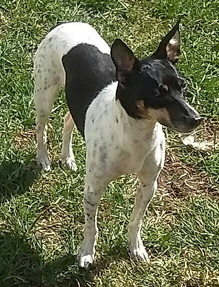 Girly is registered to the contest to win money with this photo: carnivore, collar, companion_dog, dog, dog_breed, dog_collar, dog_supply, grass, hunting_dog, non_sporting_group, snout, sporting_group, tail, terrestrial_animal, whiskers, working_animal, working_dog