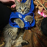 Dewey Blaise joined the competition — help win amazing prizes! kitten, cat, blue_hoodie, hand, patterned_fabric, tabby, paw, pet, cute, indoor, young_animal, feline, cozy, soft_texture, lying_down, animal_clothing, domestic_animal, close_up, small_animal, playful
