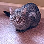 Dewey Blaise is registered to the contest to win money with this photo: cat, tabby_cat, pet, animal, indoor, carpet, feline, whiskers, ears, eyes, fur, cute, domestic, mammal, looking, crouching, home, wall, floor, curious