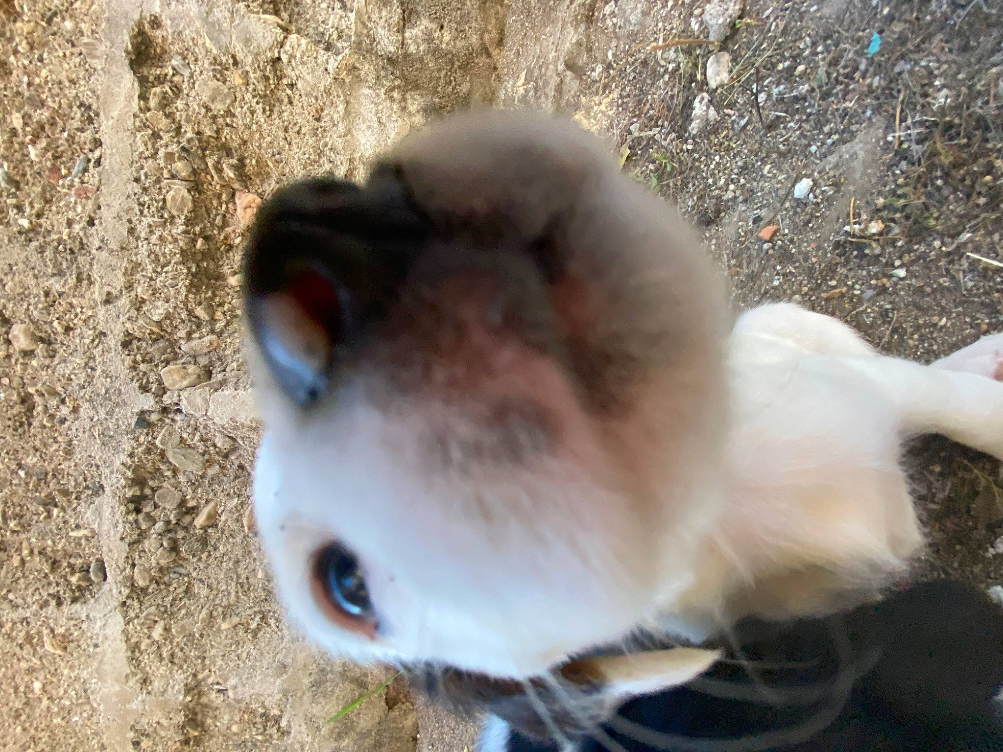 Joyce participe au concours pour gagner de l'argent avec cette photo : canidae, carnivore, close_up, companion_dog, dog_breed, eye, eyelash, fawn, felidae, fur, paw, small_to_medium_sized_cats, snout, soil, sporting_group, terrestrial_animal, whiskers, wildlife