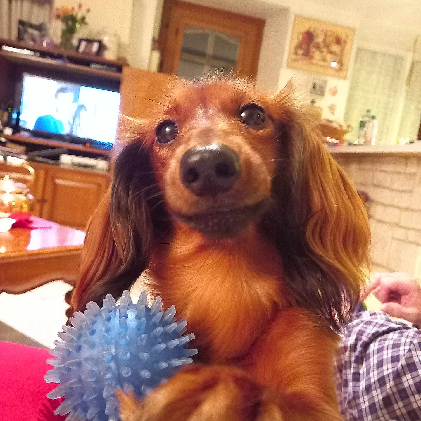 Tessy a rejoint le concours — aidez-le/la à gagner de superbes lots ! blue_ball, brown_fur, canine, carpet, close_up, curious, cute, dachshund, dog, domestic_animal, ears, furniture, human_hand, indoor, living_room, nose, paw, pet, relaxed, toy