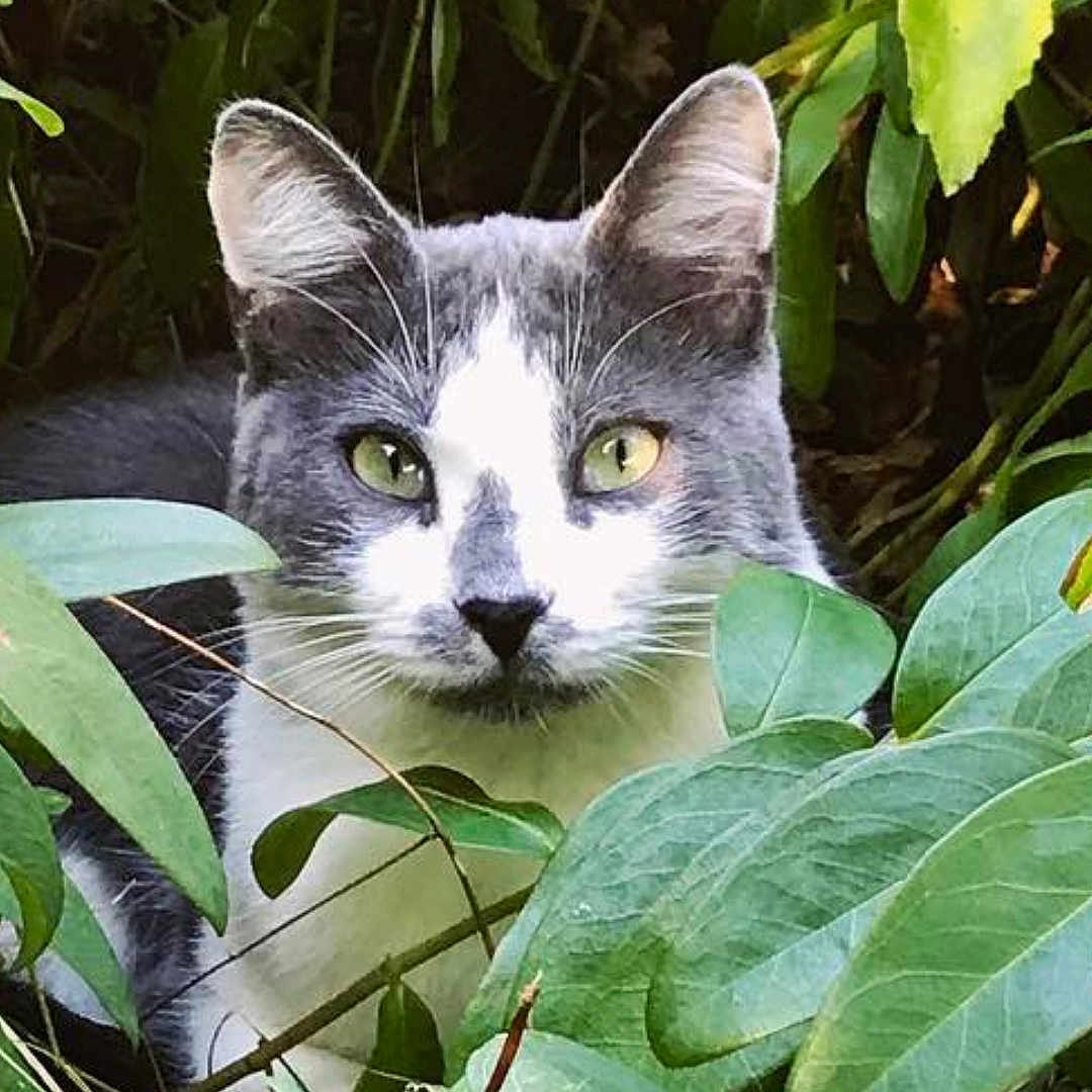 Nina a rejoint le concours — aidez-le/la à gagner de superbes lots ! animal, camouflage, cat, closeup, curious, ears, face, foliage, gray_and_white, green_eyes, leaves, mammal, nature, outdoor, pet, plants, portrait, staring, whiskers, wildlife