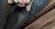 Loki is registered to the contest to win money with this photo: cat, pet, sleeping, upside_down, pink_nose, tongue, fur, close_up, jeans, denim, sweater, gray, couch, leather, brown, cozy, relaxing, indoor, animal, whiskers