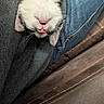 cat, pet, sleeping, upside_down, pink_nose, tongue, fur, close_up, jeans, denim, sweater, gray, couch, leather, brown, cozy, relaxing, indoor, animal, whiskers