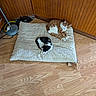 Loki is registered to the contest to win money with this photo: cat, sleeping, mat, wooden_floor, wood_panel_wall, orange_cat, black_and_white_cat, indoor, lamp, shoes, corner, cozy, pet, resting, animal, home, quiet, relaxation, feline, domestic