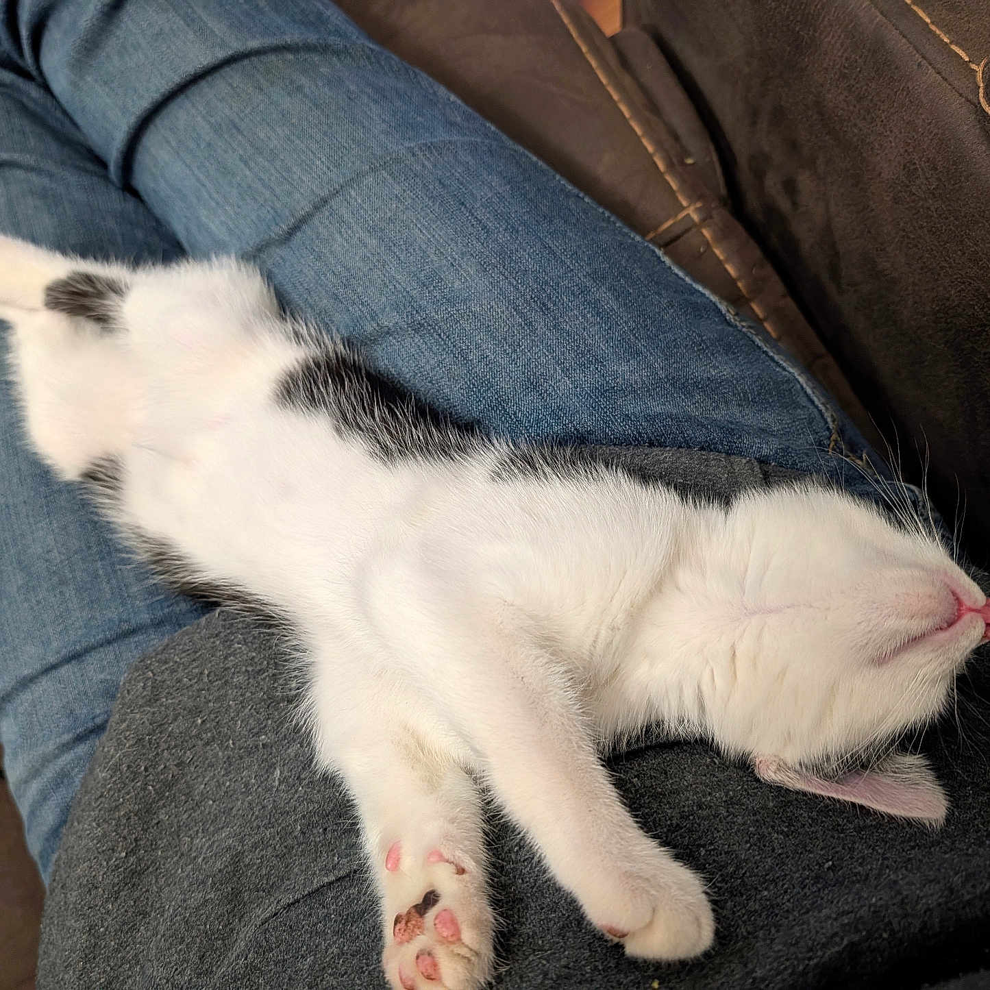 Loki joined the competition — help win amazing prizes! kitten, cat, sleeping, relaxed, jeans, lap, pet, feline, indoor, cozy, black_and_white, fur, paw, pink_paw_pads, whiskers, resting, domestic_cat, animal, cute, young_cat