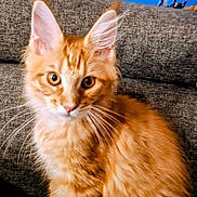 Aria a rejoint le concours — aidez-le/la à gagner de superbes lots ! cat, kitten, orange_tabby, fluffy, pet, indoor, couch, furniture, whiskers, ears, curious, closeup, animal, young_cat, sitting, domestic_cat, feline, soft_fur, portrait, cute