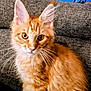 cat, kitten, orange_tabby, fluffy, pet, indoor, couch, furniture, whiskers, ears, curious, closeup, animal, young_cat, sitting, domestic_cat, feline, soft_fur, portrait, cute