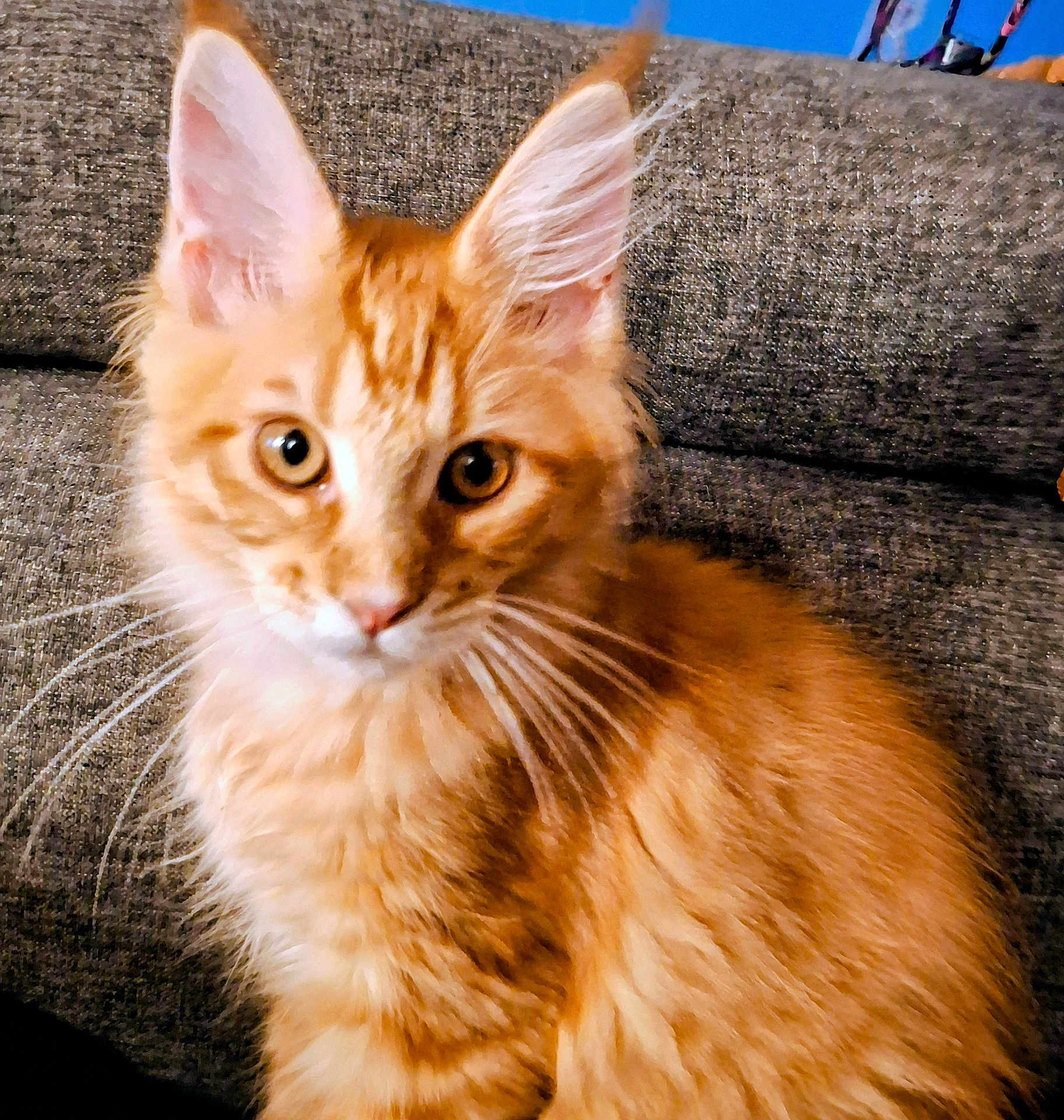 Aria a rejoint le concours — aidez-le/la à gagner de superbes lots ! cat, kitten, orange_tabby, fluffy, pet, indoor, couch, furniture, whiskers, ears, curious, closeup, animal, young_cat, sitting, domestic_cat, feline, soft_fur, portrait, cute