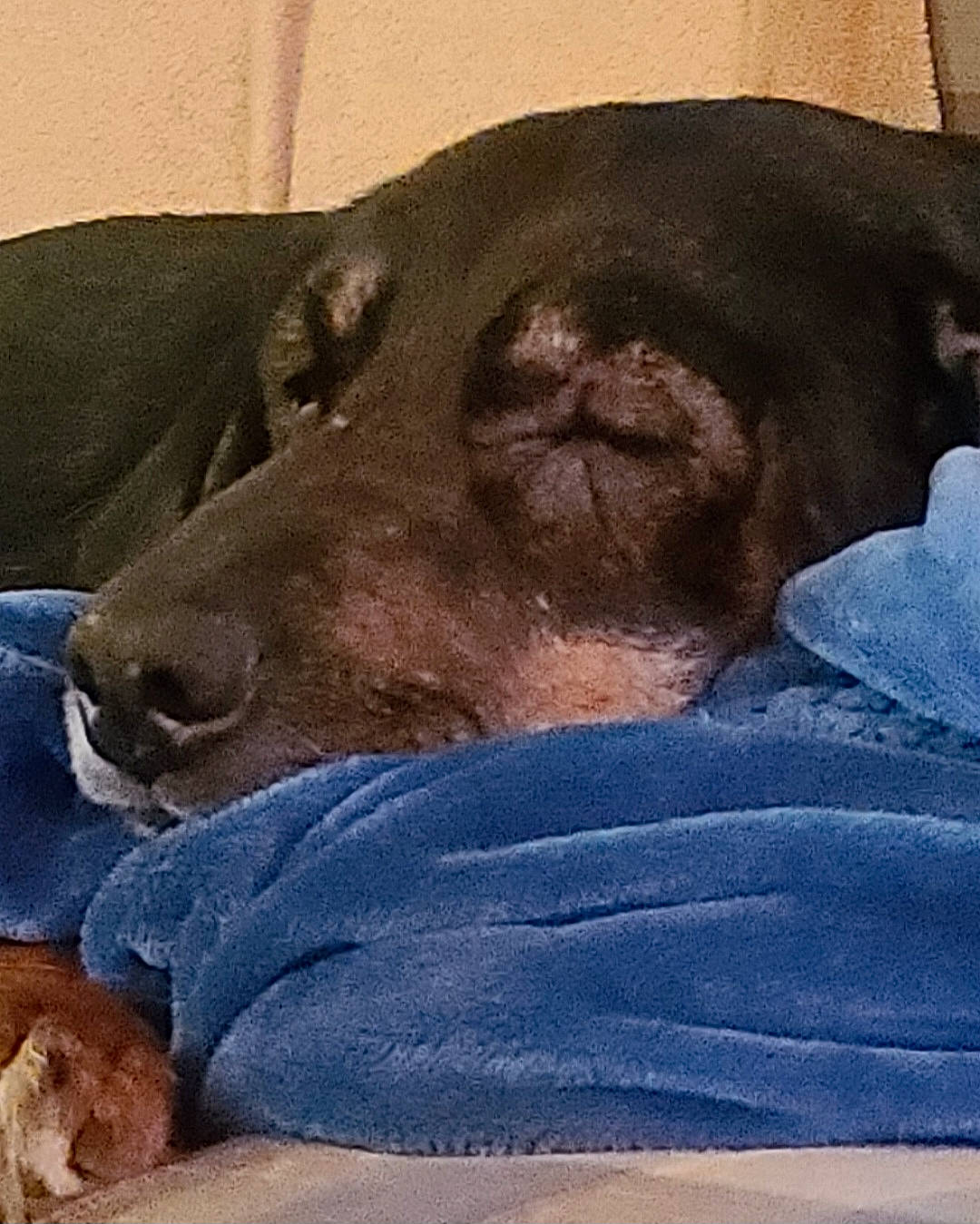 Charlie is registered to the contest to win money with this photo: canidae, carnivore, comfort, companion_dog, dog, dog_breed, dog_supply, electric_blue, fur, guard_dog, linens, liver, nap, pet_supply, snout, sporting_group, whiskers, working_animal