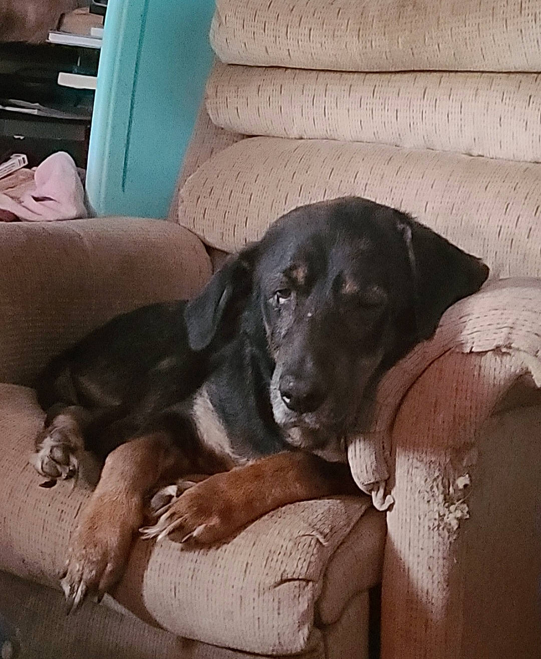 Charlie is registered to the contest to win money with this photo: borador, canidae, carnivore, comfort, companion_dog, couch, dog, dog_breed, fur, guard_dog, gun_dog, liver, metal, pointing_breed, retriever, snout, sporting_group, tints_and_shades, wood, working_animal