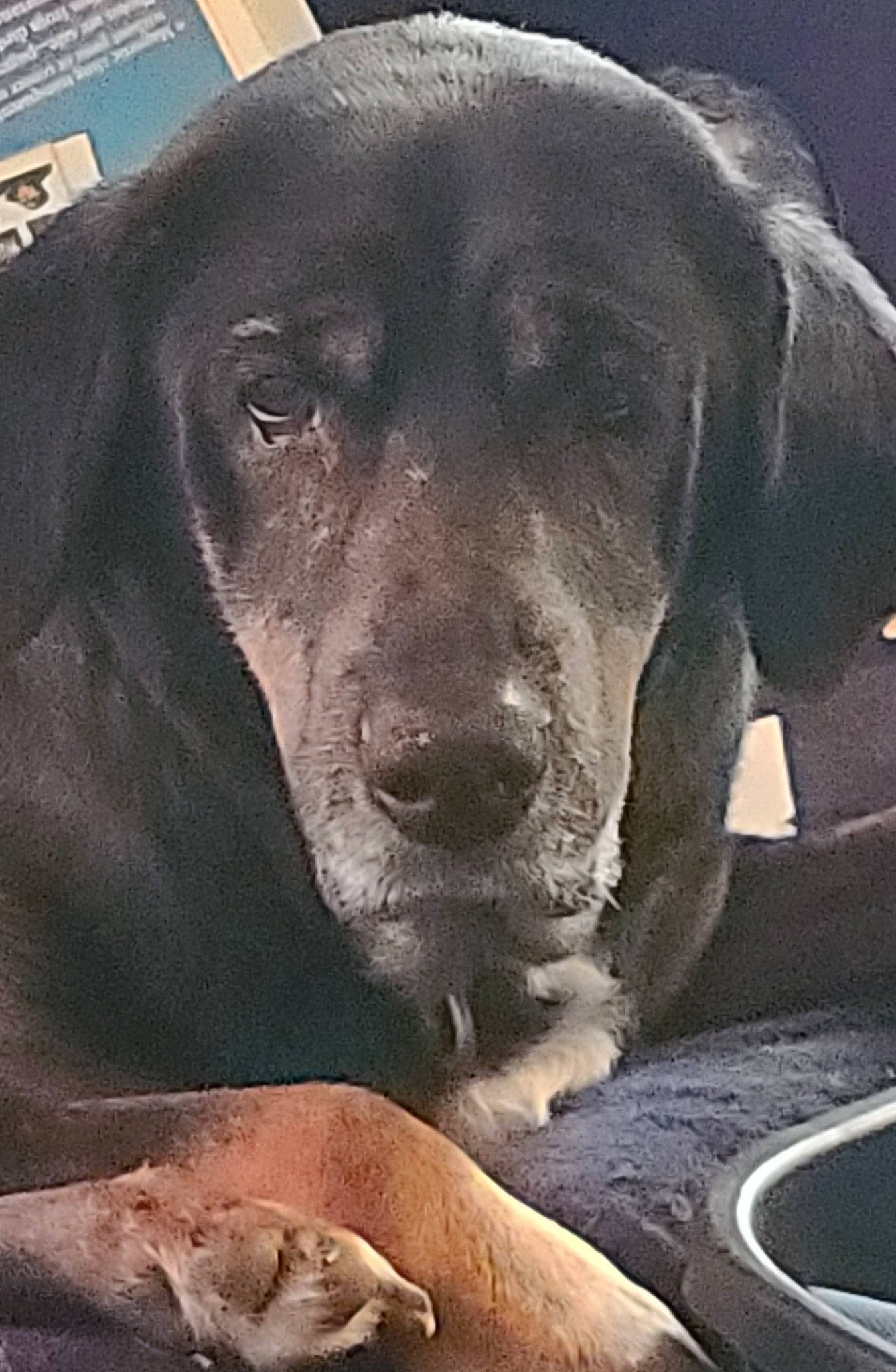 Charlie joined the competition — help win amazing prizes! borador, canidae, carnivore, comfort, companion_dog, dog, dog_breed, dog_collar, fur, guard_dog, hat, liver, mammal, retriever, sitting, snout, sporting_group, terrestrial_animal, whiskers, working_animal