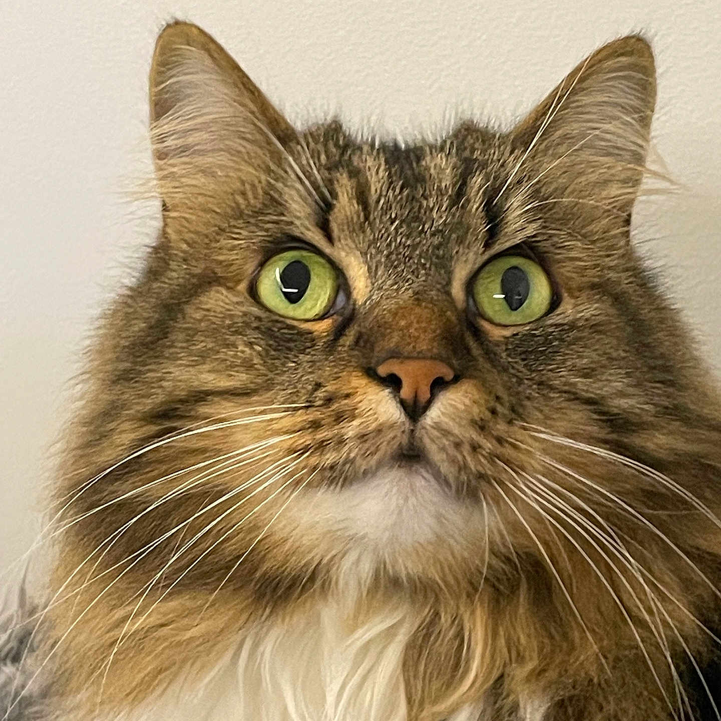 Câline participe au concours pour gagner de l'argent avec cette photo : alert, animal, cat, close_up, cute, domestic_cat, face, feline, fluffy, fur, green_eyes, indoor, long_hair, looking_up, mammal, pet, portrait, tabby, whiskers