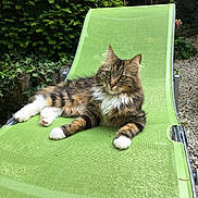 Câline a rejoint le concours — aidez-le/la à gagner de superbes lots ! cat, tabby, white_paws, green_chair, outdoor, garden, plants, ivy, shrubs, relaxed, pet, feline, fluffy, lounging, nature, daylight, mesh_chair, grass, gravel, calm
