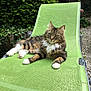 cat, tabby, white_paws, green_chair, outdoor, garden, plants, ivy, shrubs, relaxed, pet, feline, fluffy, lounging, nature, daylight, mesh_chair, grass, gravel, calm