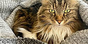 Câline participe au concours pour gagner de l'argent avec cette photo : cat, tabby, fluffy, green_eyes, blanket, gray, cozy, indoor, pet, feline, closeup, resting, couch, soft_texture, fur, whiskers, relaxed, animal, portrait, domestic