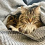 cat, tabby, fluffy, green_eyes, blanket, gray, cozy, indoor, pet, feline, closeup, resting, couch, soft_texture, fur, whiskers, relaxed, animal, portrait, domestic