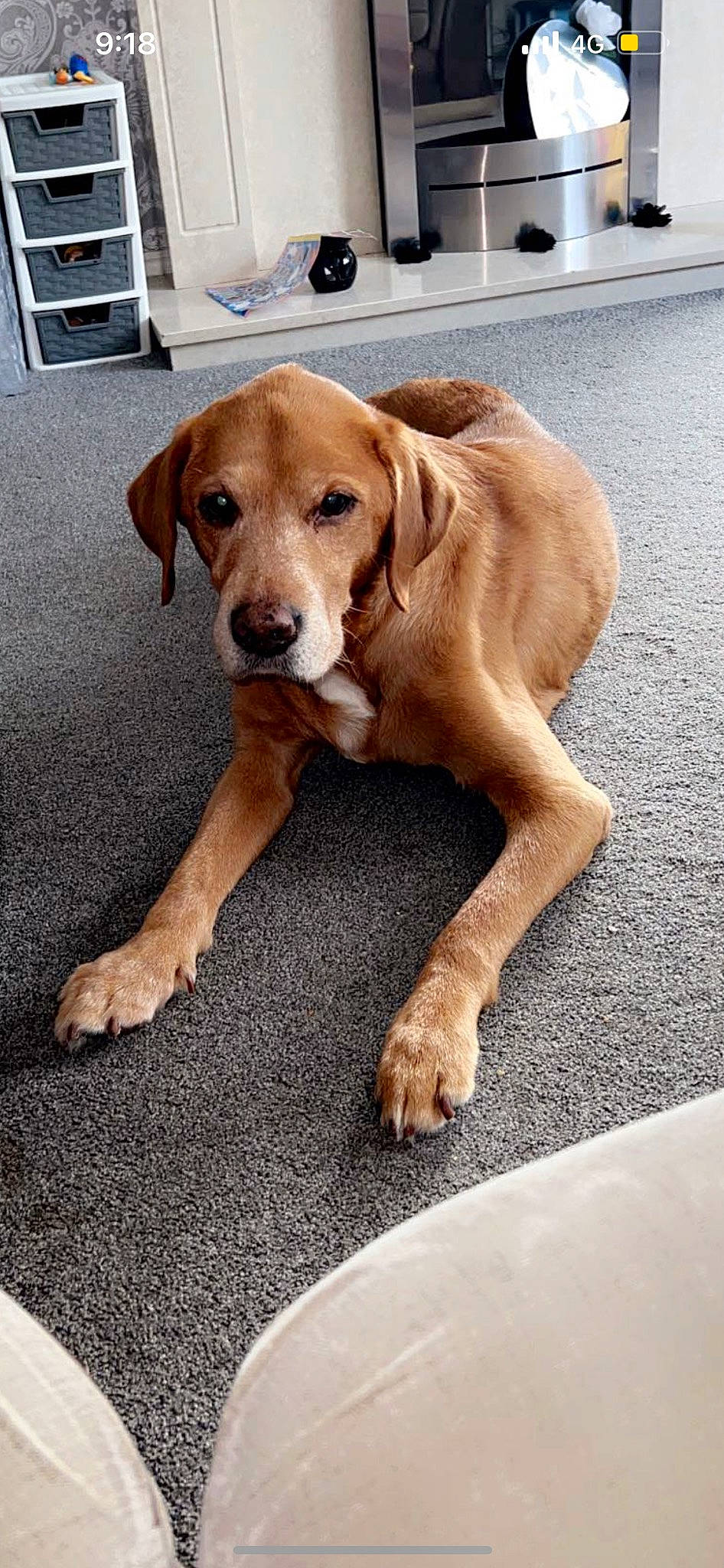 Oscar is registered to the contest to win money with this photo: asphalt, carnivore, collar, companion_dog, dog, dog_breed, dog_collar, fawn, fur, hound, liver, paw, road_surface, scent_hound, sporting_group, tail, tire, wheel, wood, working_animal