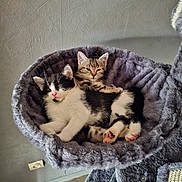 Praline Et Nala a rejoint le concours — aidez-le/la à gagner de superbes lots ! cat, kittens, two_cats, kitten, feline, pet, sleeping, cuddling, fluffy, fur, whiskers, ears, paws, pink_nose, cat_bed, plush, cozy, indoor, wall, floor